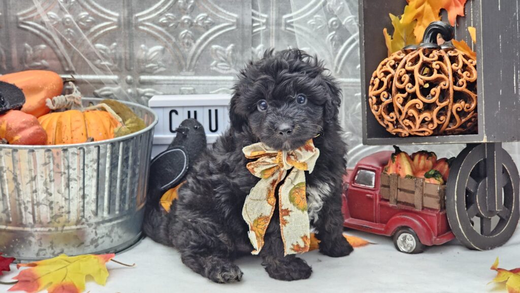 Toy/Mini Aussiedoodle Puppies