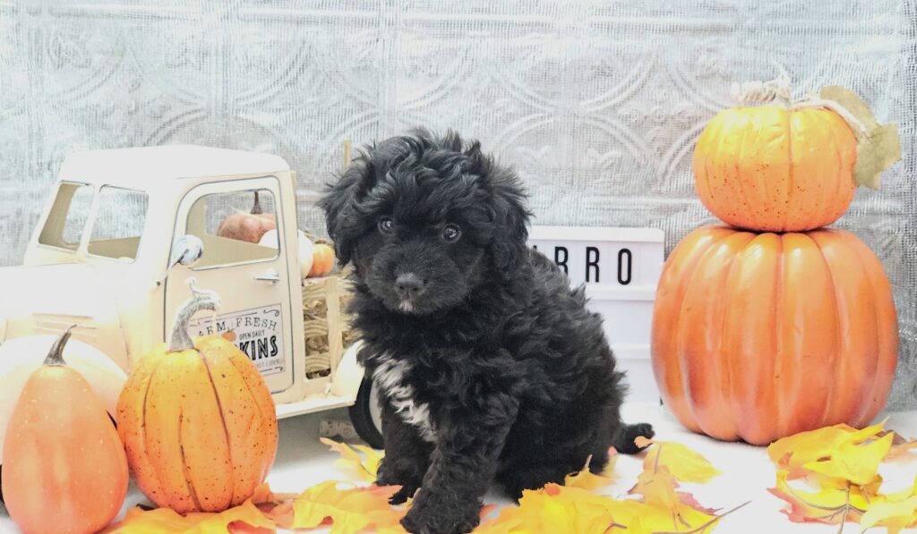 Toy/Mini Aussiedoodle Puppies