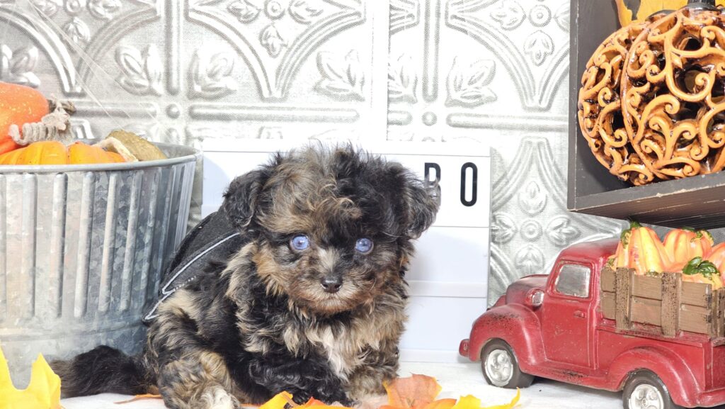 Toy/Mini Aussiedoodle Puppies