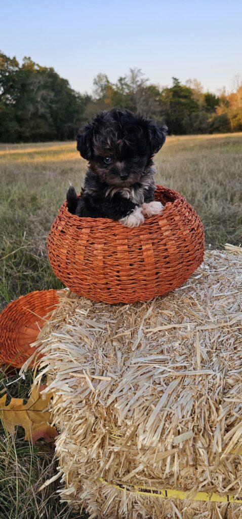 Toy/Mini Aussiedoodle Puppies