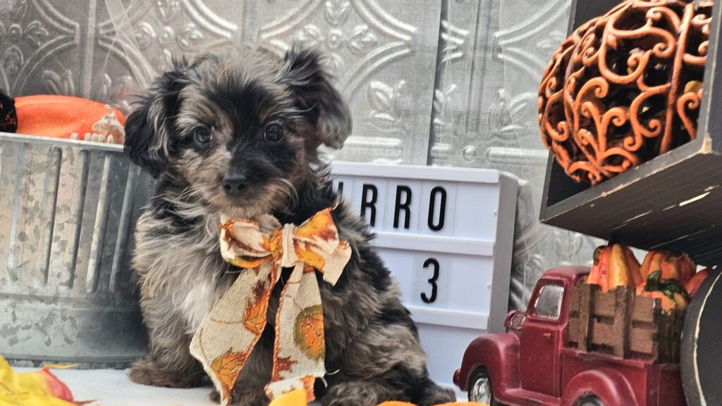 Toy/Mini Aussiedoodle Puppies