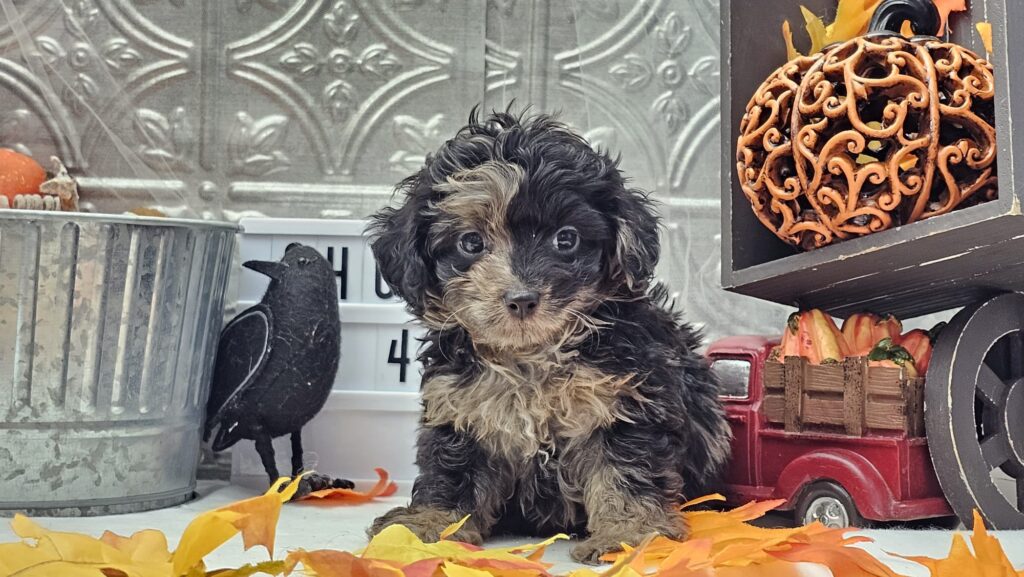 Toy/Mini Aussiedoodle Puppies