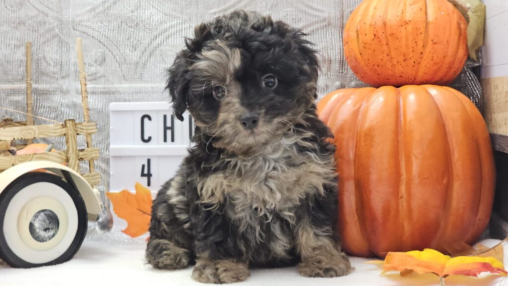 Toy/Mini Aussiedoodle Puppies