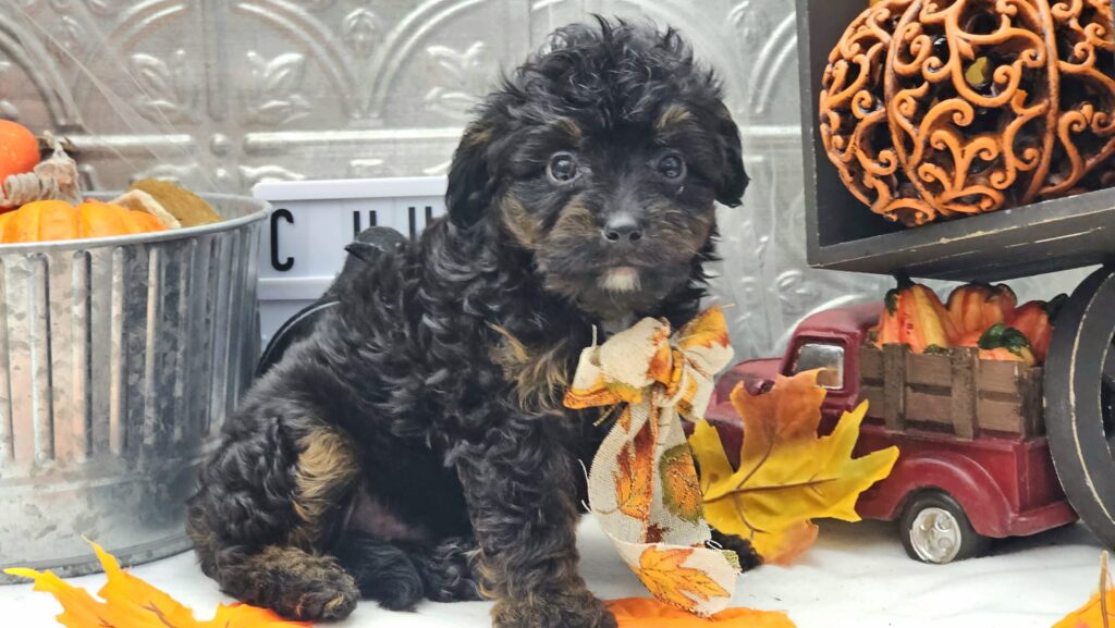 Toy/Mini Aussiedoodle Puppies