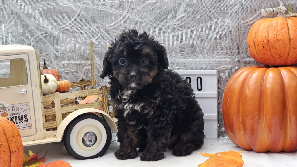 Toy/Mini Aussiedoodle Puppies