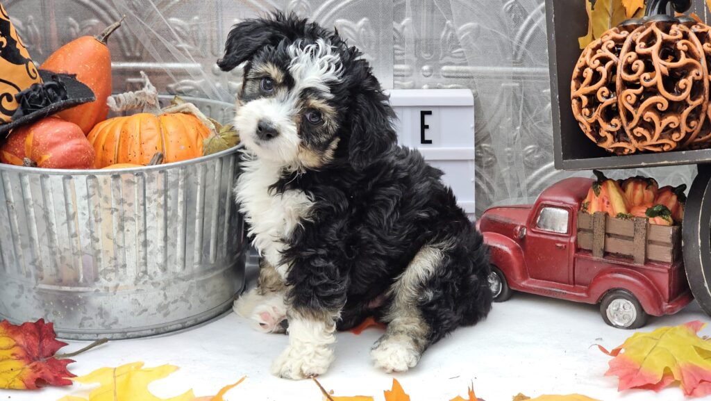 Toy/Mini Aussiedoodle Puppies