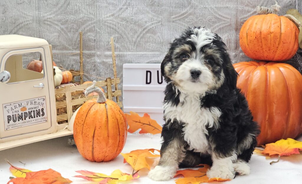 Toy/Mini Aussiedoodle Puppies