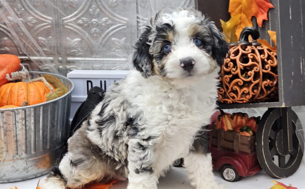 Toy/Mini Aussiedoodle Puppies