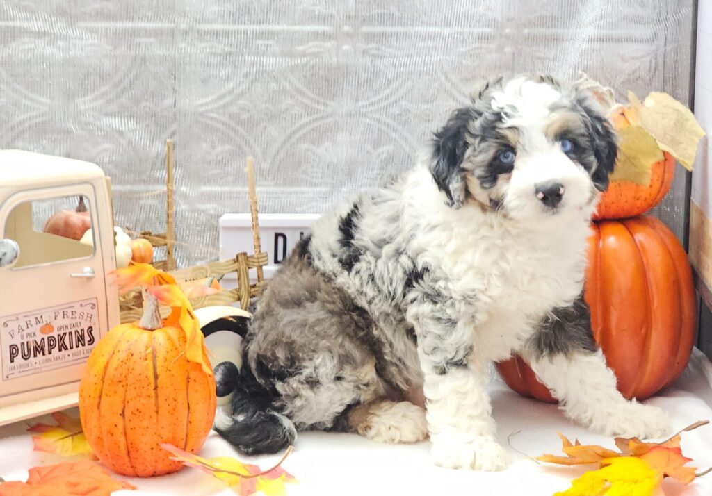 Toy/Mini Aussiedoodle Puppies