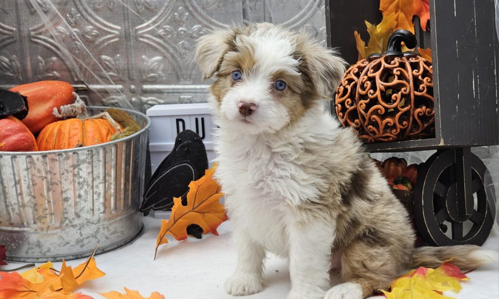 Toy/Mini Aussiedoodle Puppies