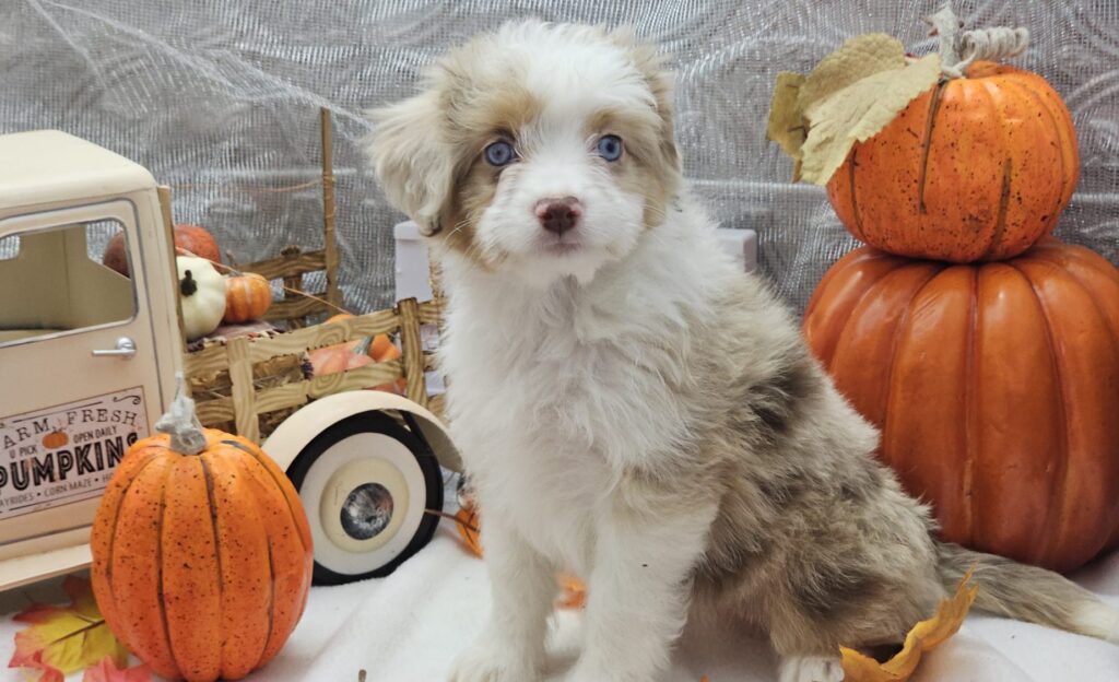 Toy/Mini Aussiedoodle Puppies