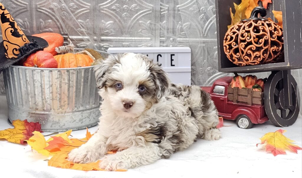 Toy/Mini Aussiedoodle Puppies