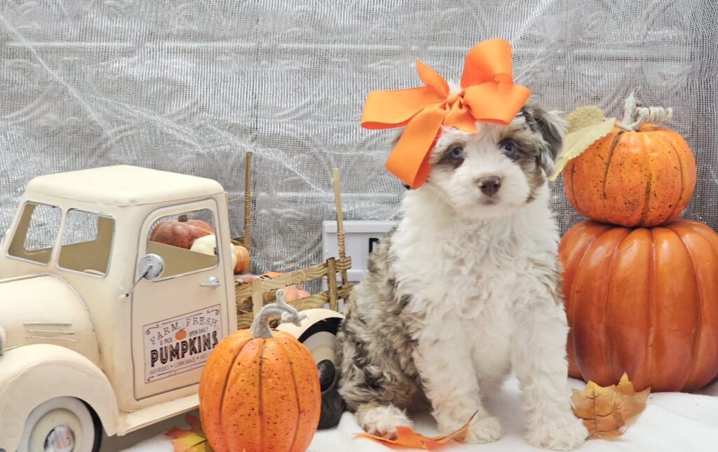 Toy/Mini Aussiedoodle Puppies