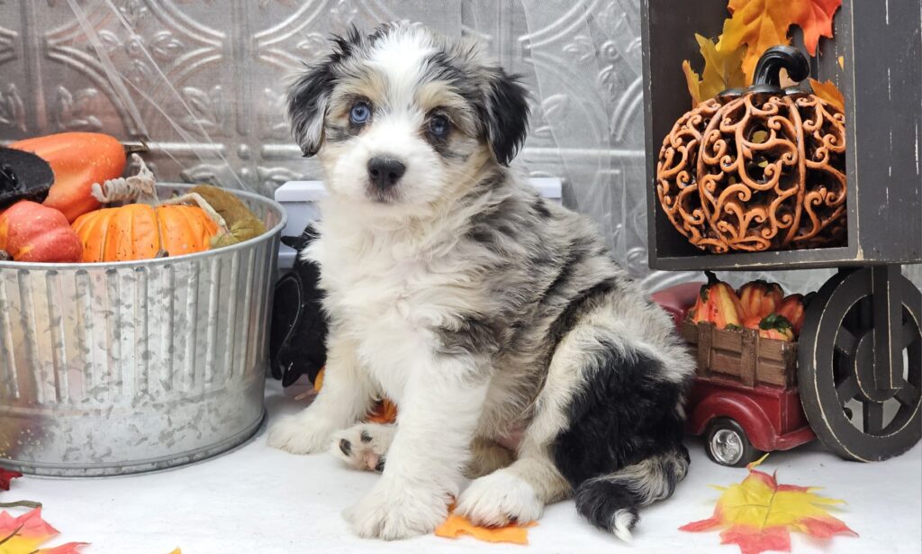 Toy/Mini Aussiedoodle Puppies