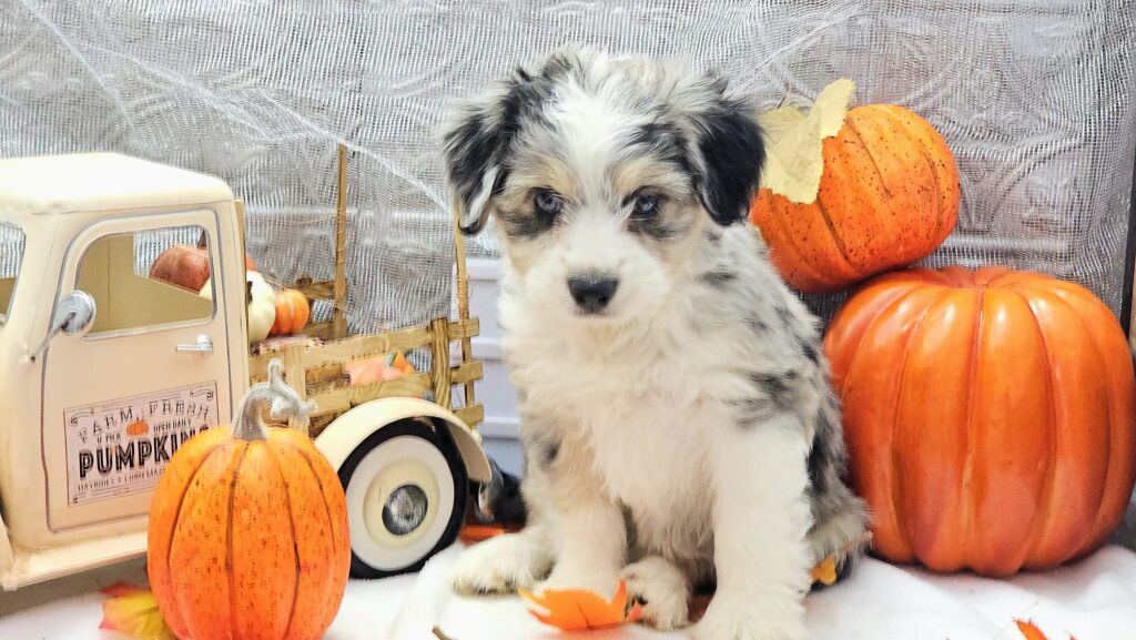 Toy/Mini Aussiedoodle Puppies