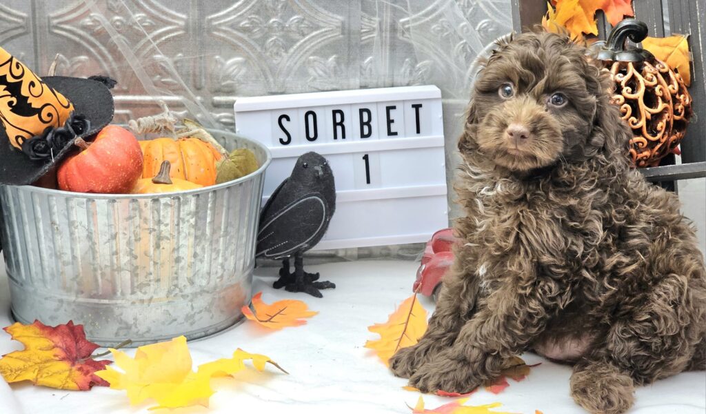 Toy/Mini Aussiedoodle Puppies