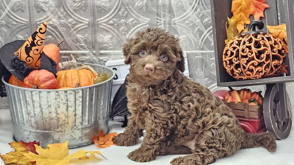 Toy/Mini Aussiedoodle Puppies