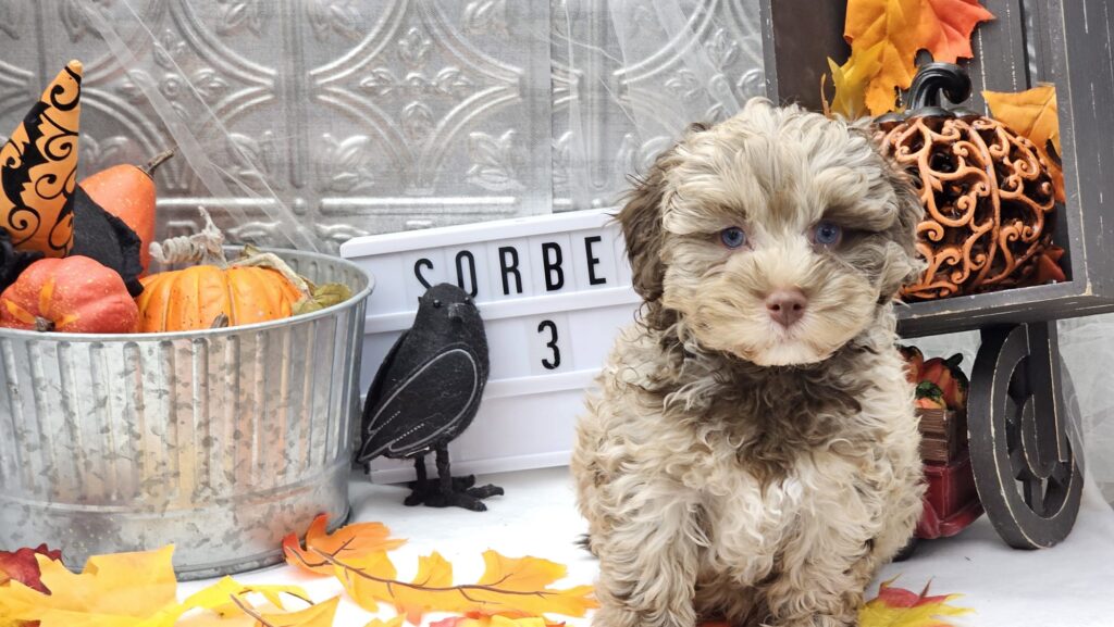 Toy/Mini Aussiedoodle Puppies