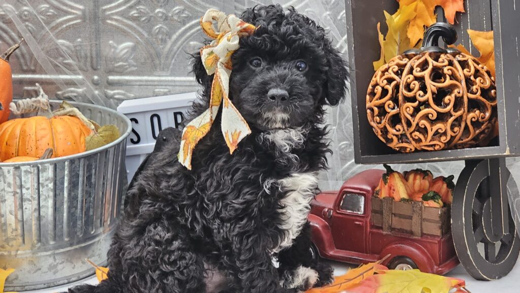 Toy/Mini Aussiedoodle Puppies