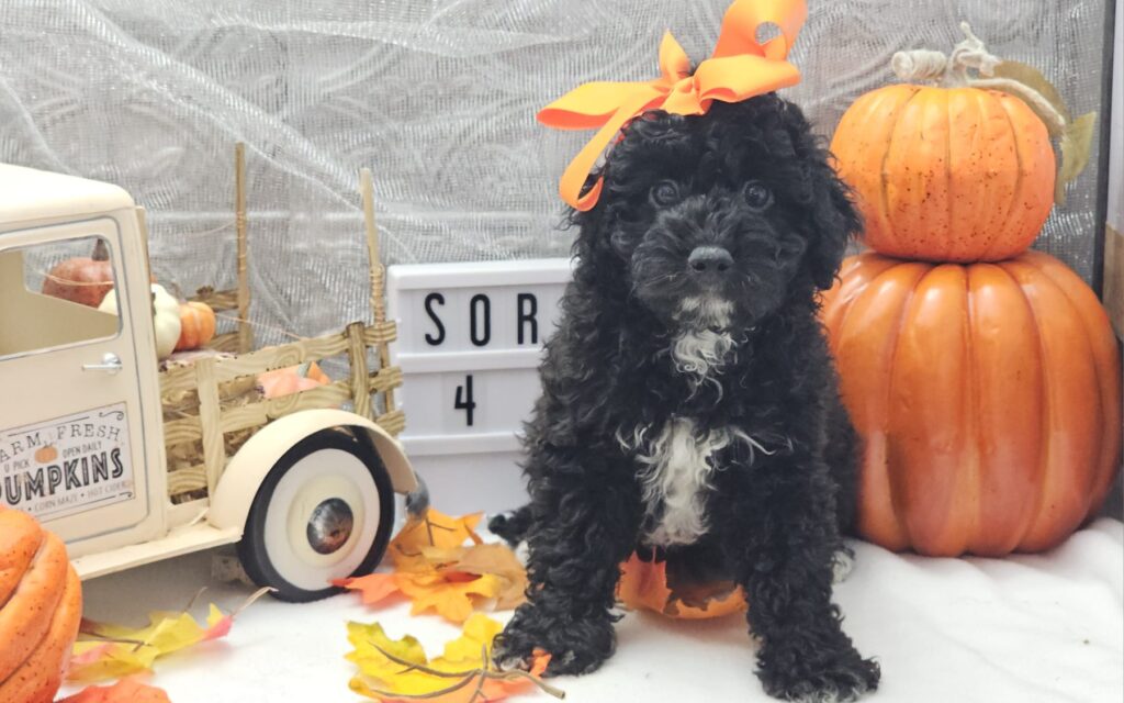 Toy/Mini Aussiedoodle Puppies