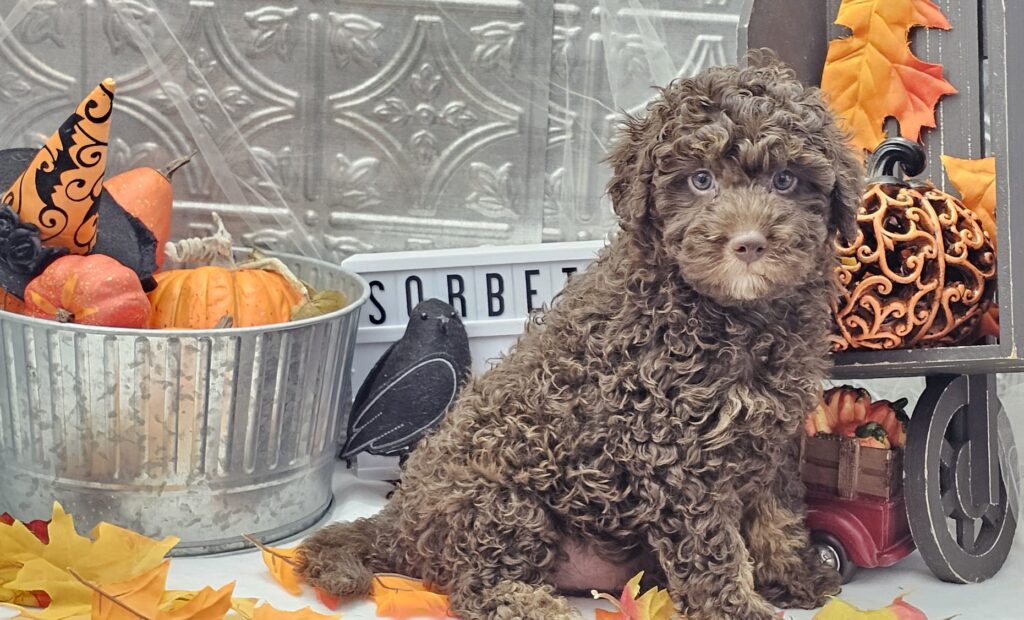 Toy/Mini Aussiedoodle Puppies