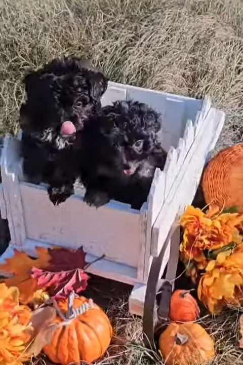 Toy/Mini Aussiedoodle Puppies