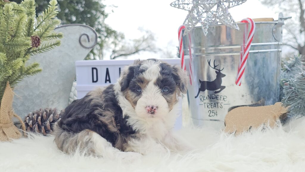 Toy/Mini Aussiedoodle Puppies