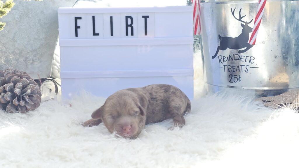 Toy/Mini Aussiedoodle Puppies