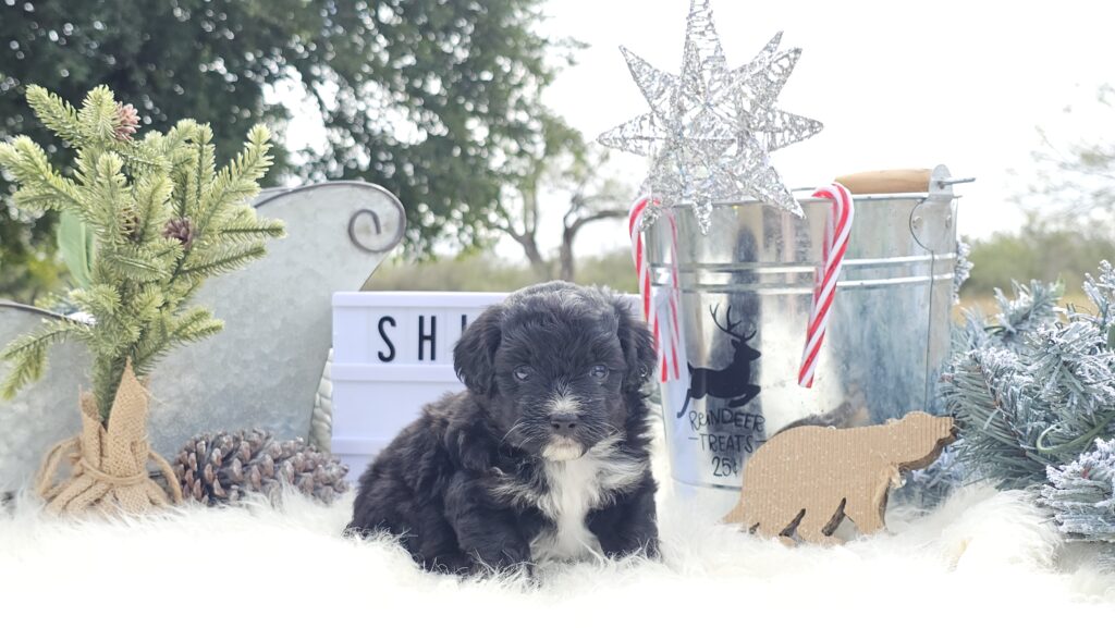 Toy/Mini Aussiedoodle Puppies