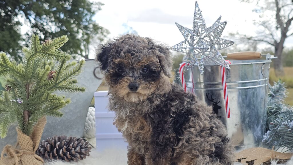 Toy Poodle Puppies