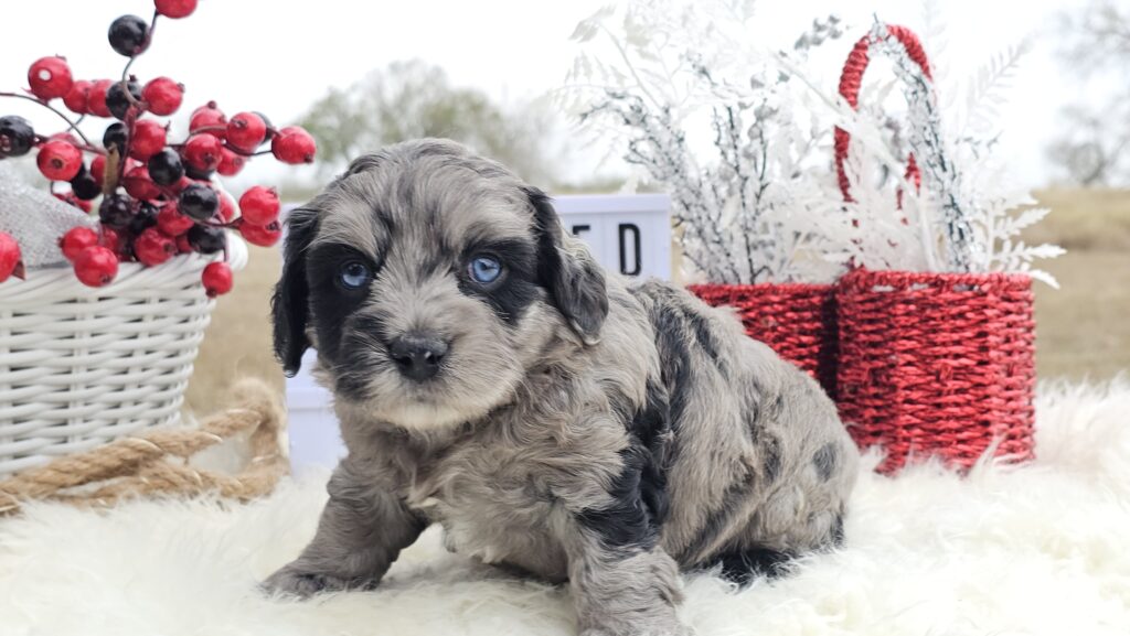 Toy/Mini Aussiedoodle Puppies