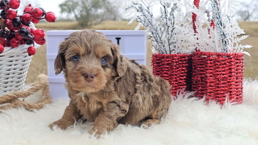 Toy/Mini Aussiedoodle Puppies