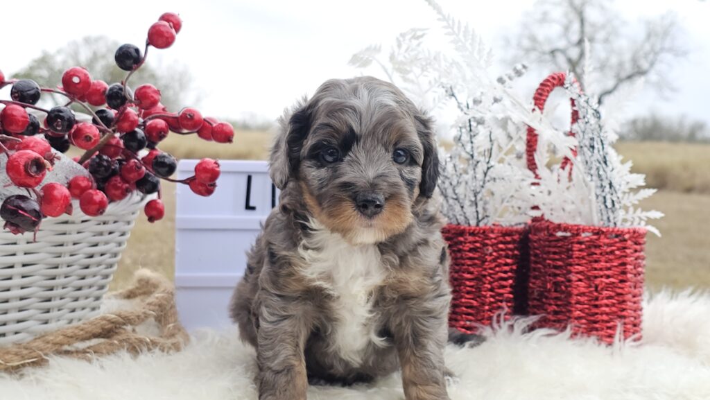 Toy/Mini Aussiedoodle Puppies