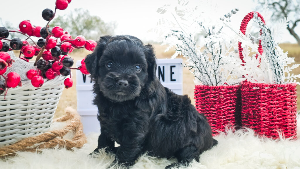 Toy/Mini Aussiedoodle Puppies