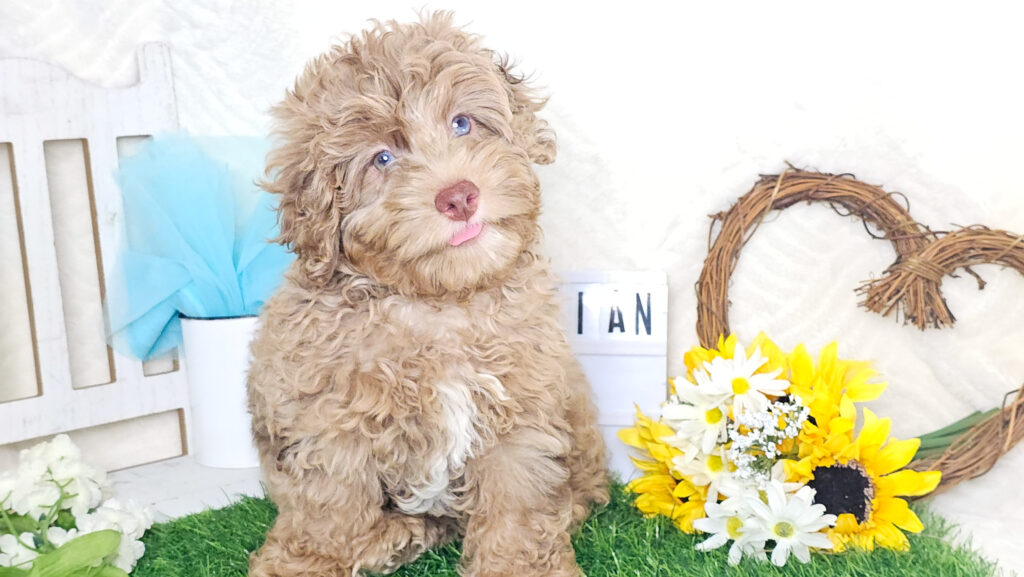 Toy/Mini Aussiedoodle Puppies