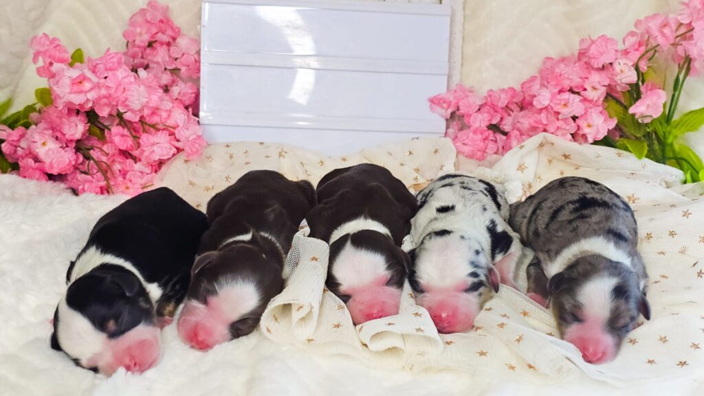 Toy/Mini Aussiedoodle Puppies