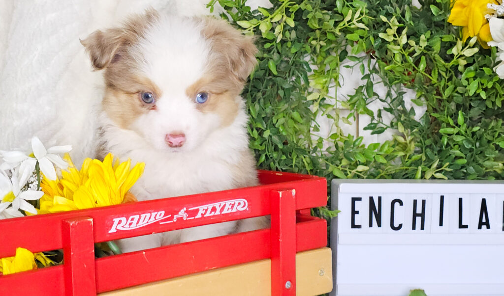 Toy/Mini Australian Shepherd Puppy