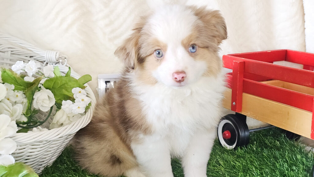 Toy/Mini Australian Shepherd Puppy