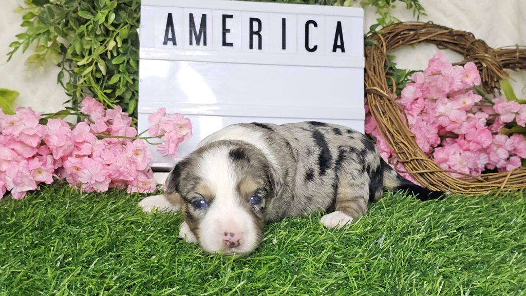 Toy/Mini Aussiedoodle Puppies
