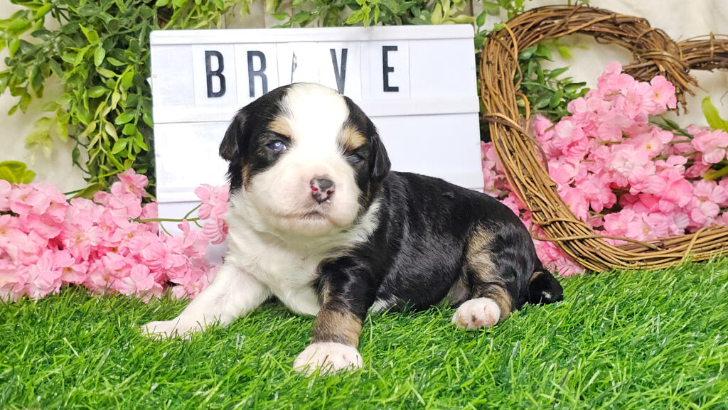 Brave (1)