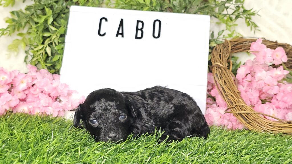Toy Poodle Puppies