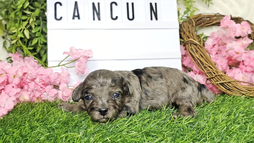 Toy Poodle Puppies
