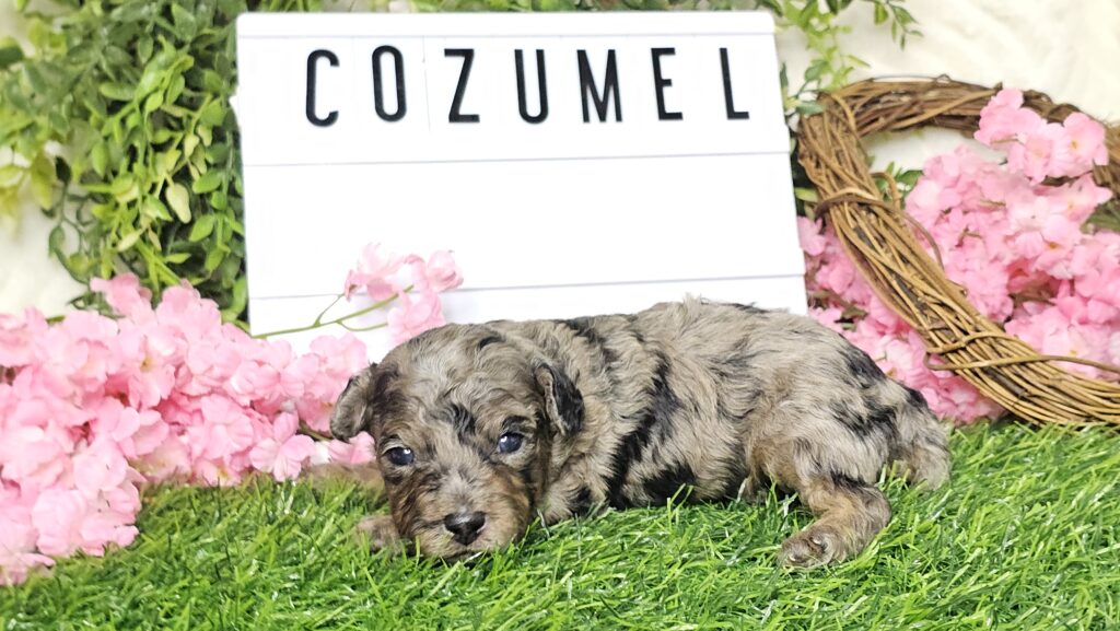 Toy Poodle Puppies