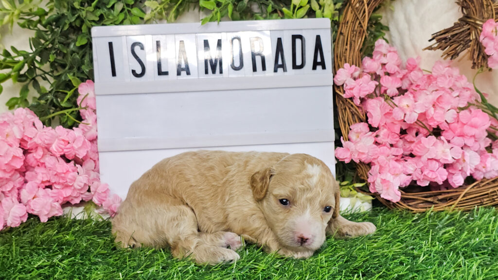 Toy Poodle Puppies