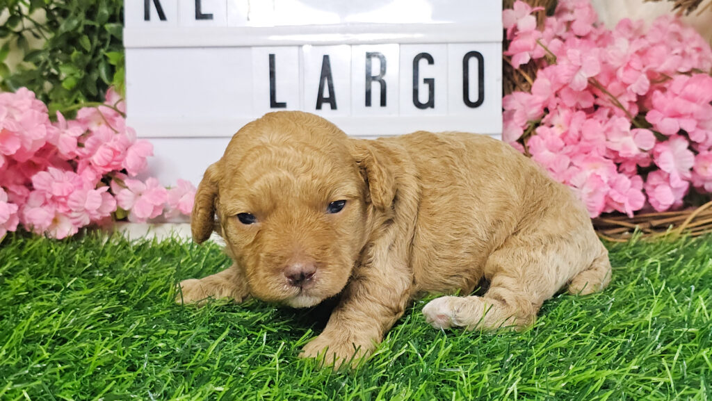 Toy Poodle Puppies