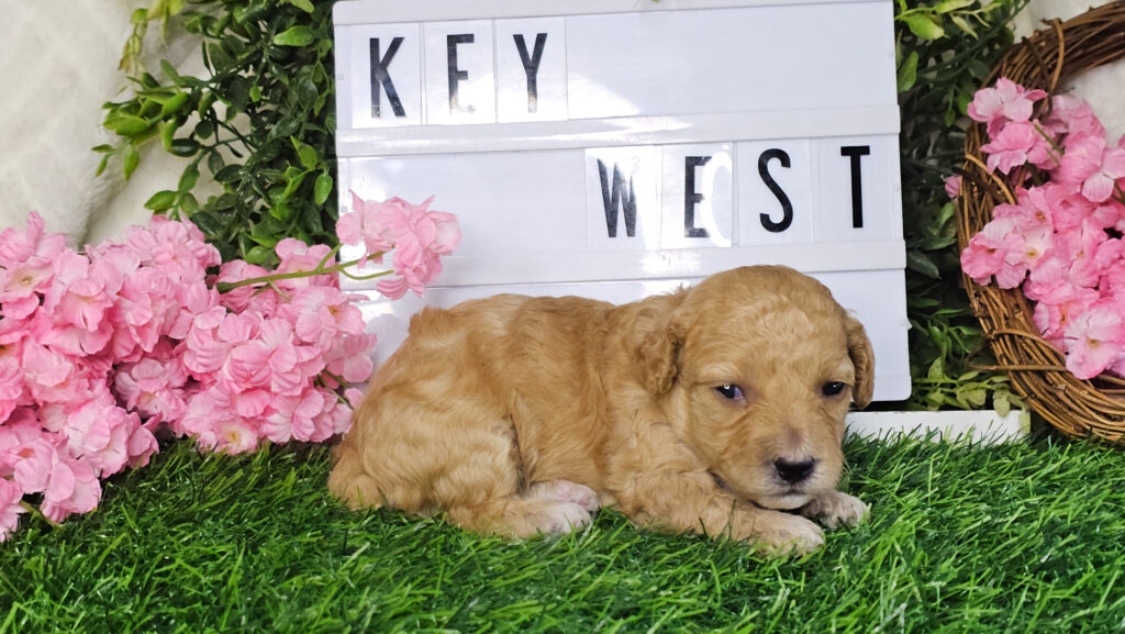 Toy Poodle Puppies