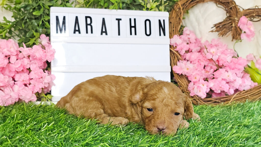Toy Poodle Puppies