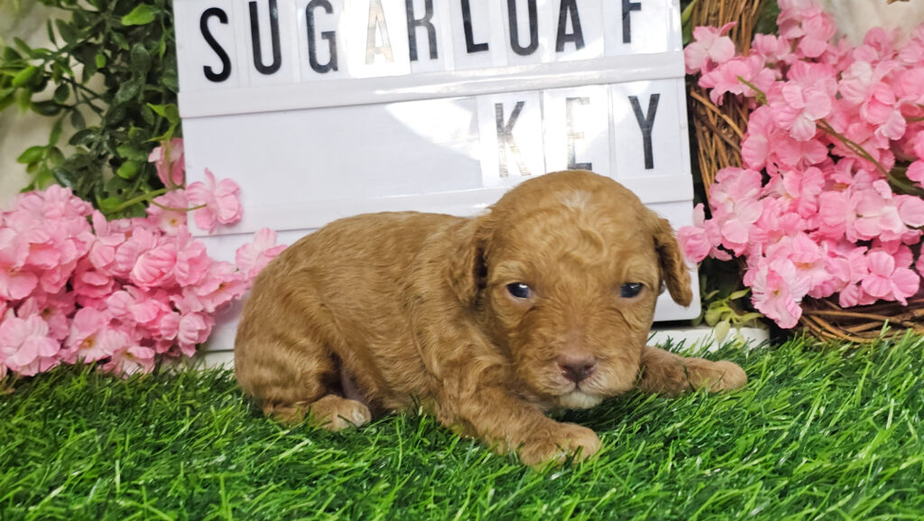 Toy Poodle Puppies