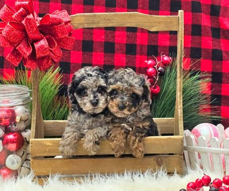 Toy Poodle Puppies