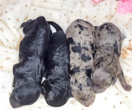 Toy Poodle Puppies